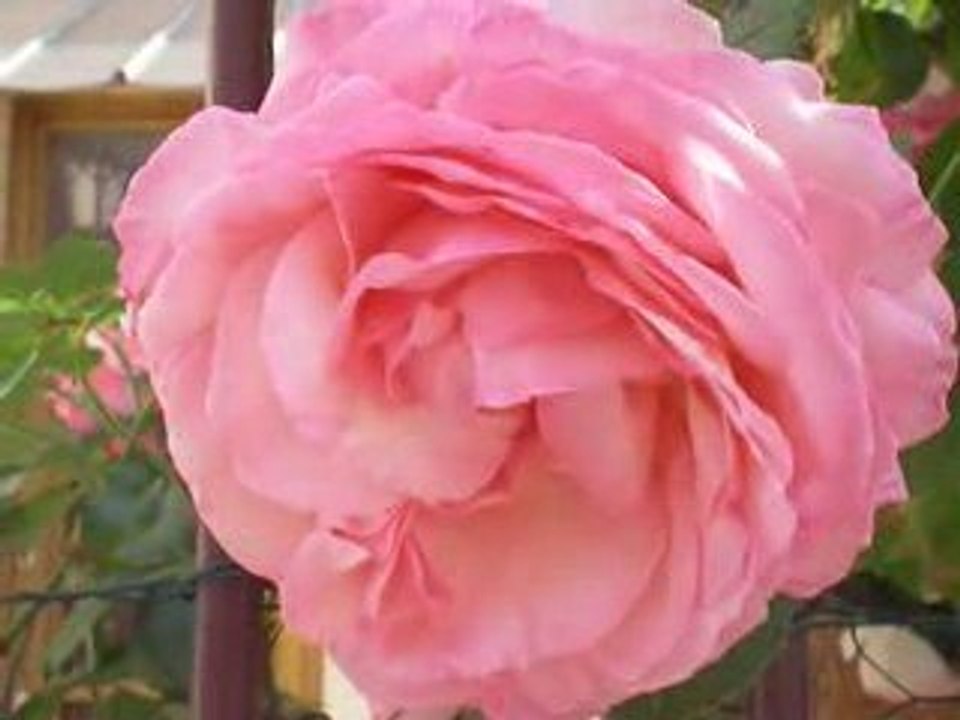 Lyon Montchat: Rosiers