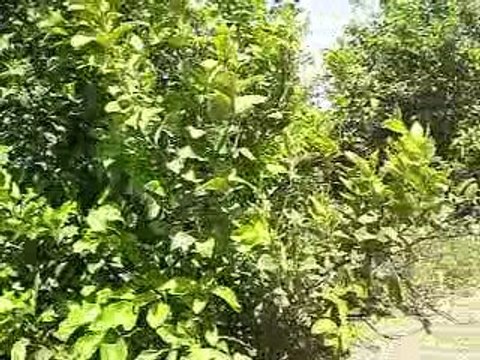 Dalaman ilçe Tarım Müdürlüğü