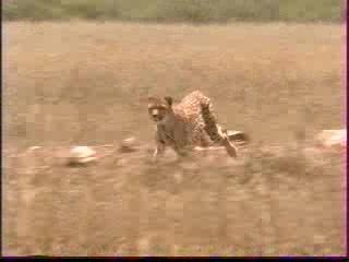 PUB Charal - Le grand carnivore