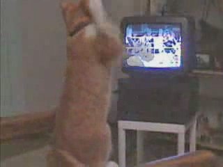 Chat Boxer Boxeur