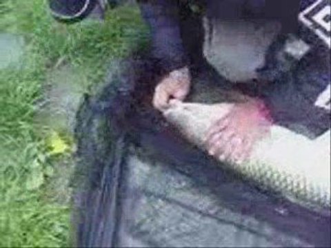 Saiyens a la peche de la carpe