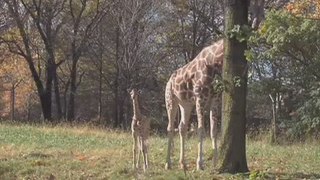 Baby Boom at the Bronx Zoo: A Giraffe Calf!