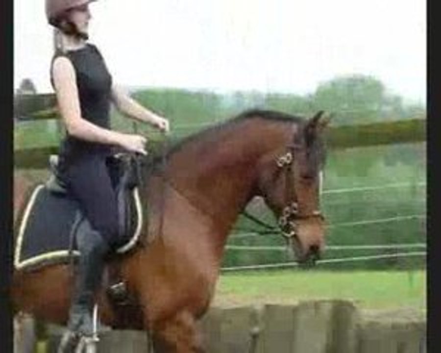 dressage 13 mai