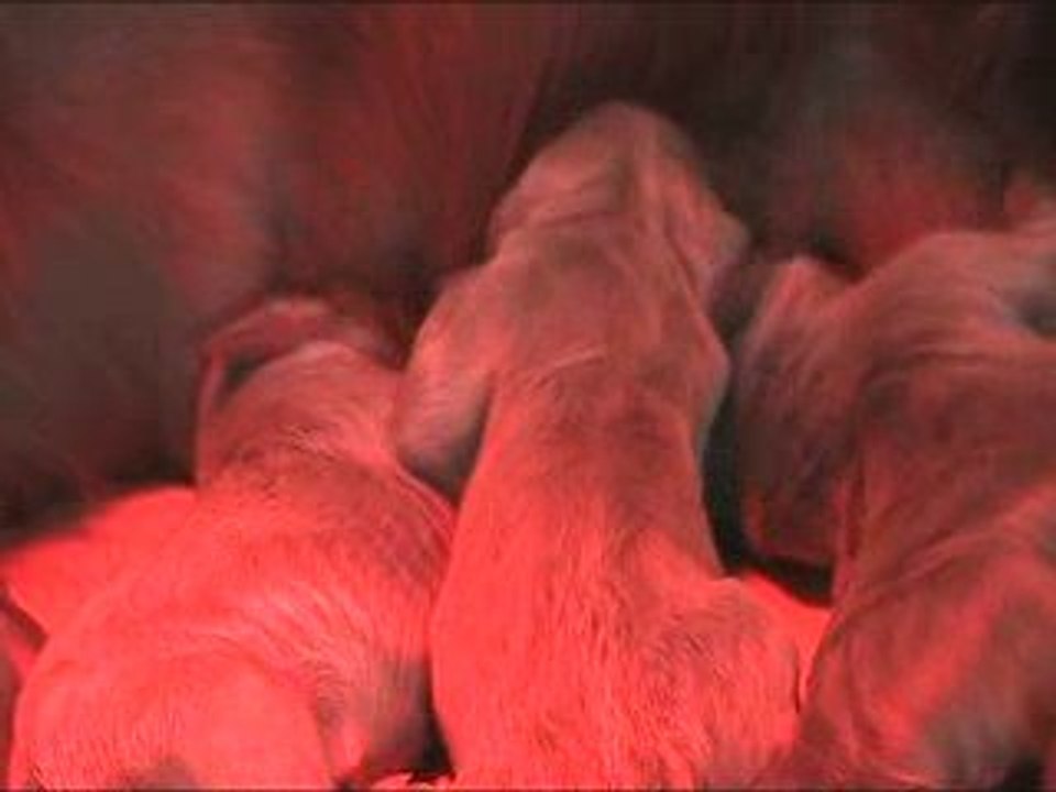 Chiots Bud Brume J+1