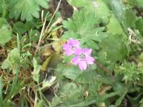 Lyon III : Mauvaise herbe (Géranium ? ?)