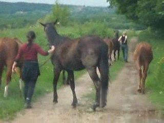 deplacement troupeau des crins!