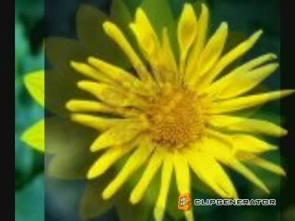 Flower of Sun