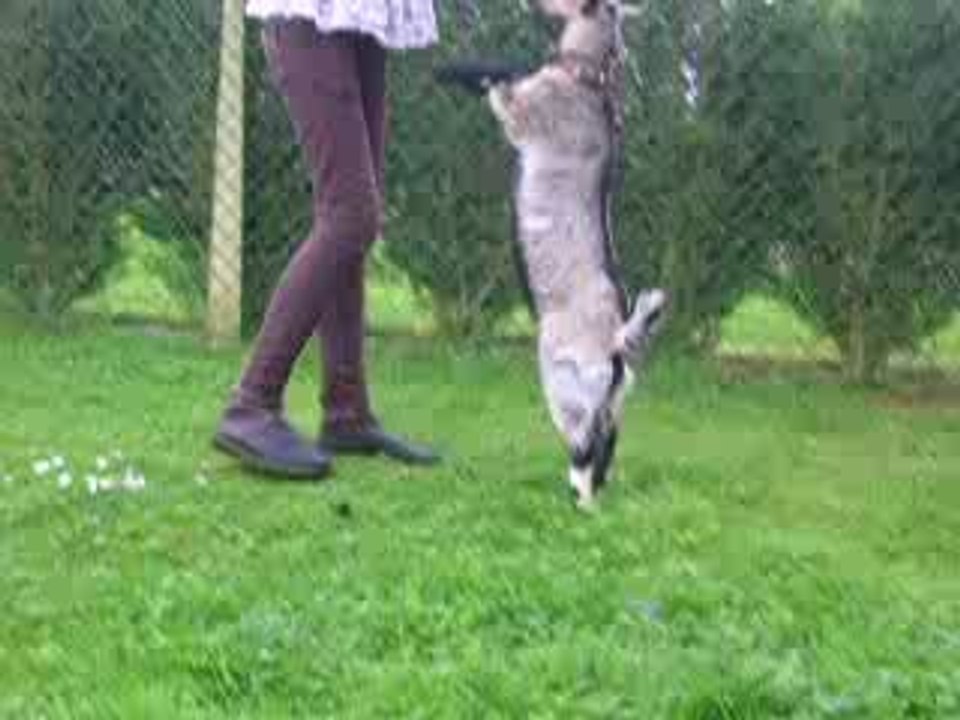 Bambi fait le beau ..