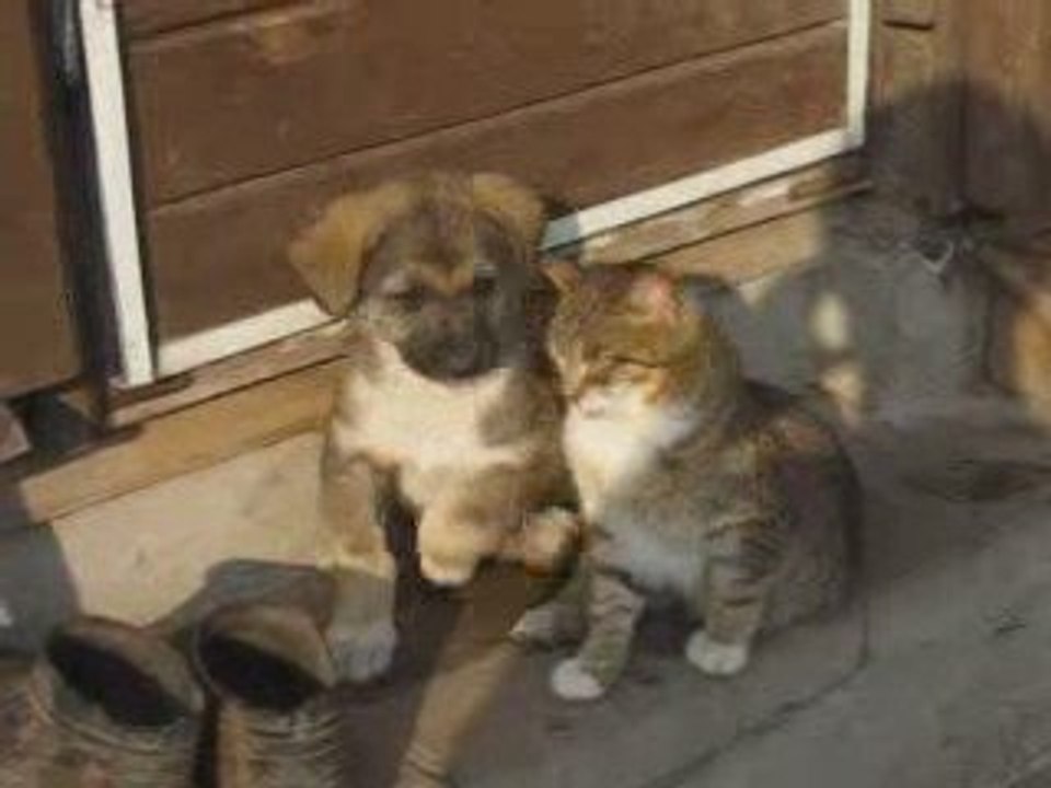 Chien_et_chat_amis