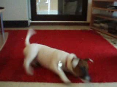 DELY: assis, coucher, donne la patte, saute, tourne, roule