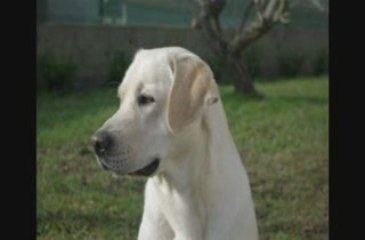 CAMELOT EN PHOTOSHOW