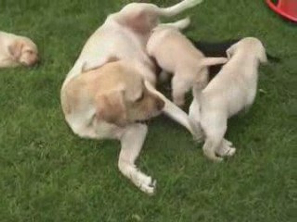 Kaly - Portée A - 14.05.2009_4