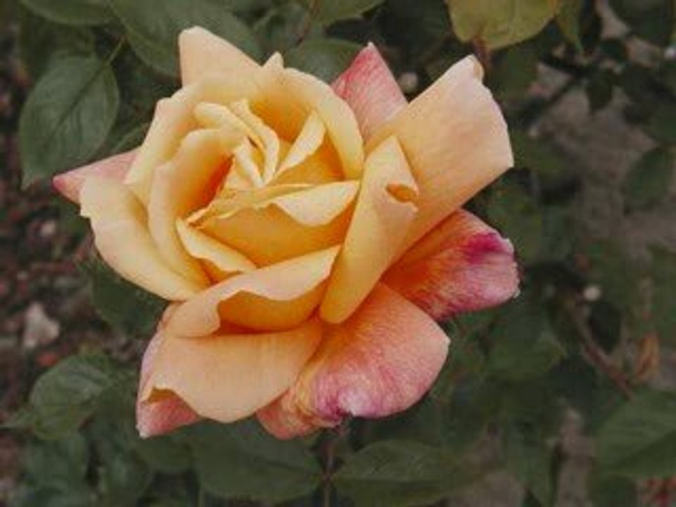 LA BELLE DE MAI