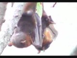 Woodend Nature Centre -- Flying foxes