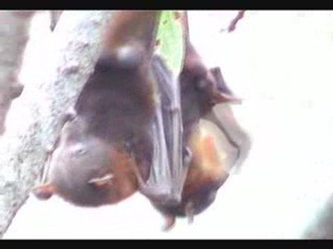 Woodend Nature Centre Flying foxes