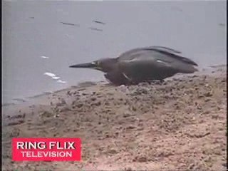 Bird caught fishing like human being