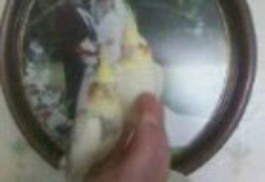 calopsittes lulu et gipsy