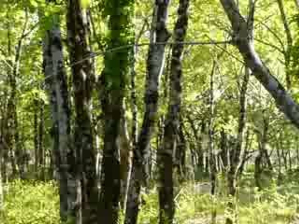 6mai09 cerf se sauve