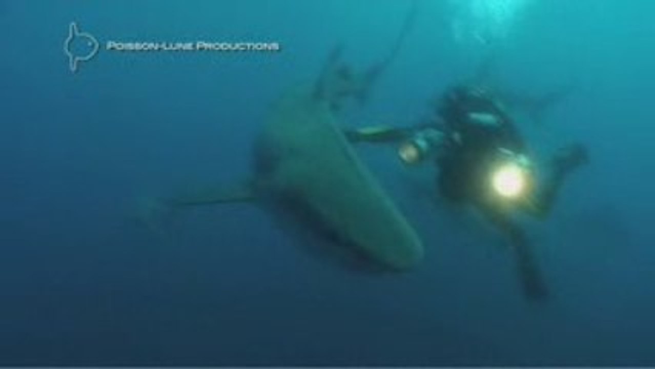 Making Of "il nage avec les requins" - Afrique du Sud