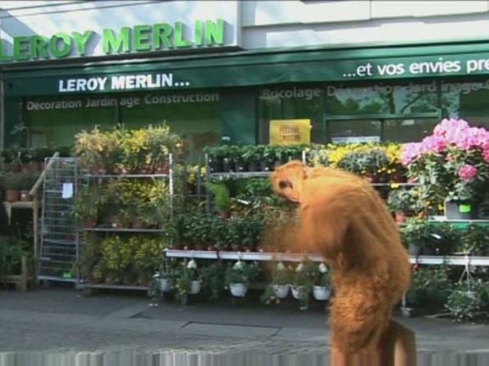 Les rescapés de la déforestation