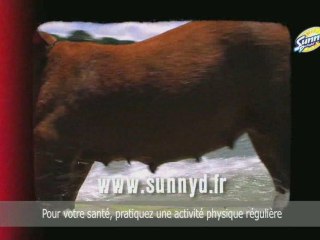 Spot SunnyD Surfcamp : Chien