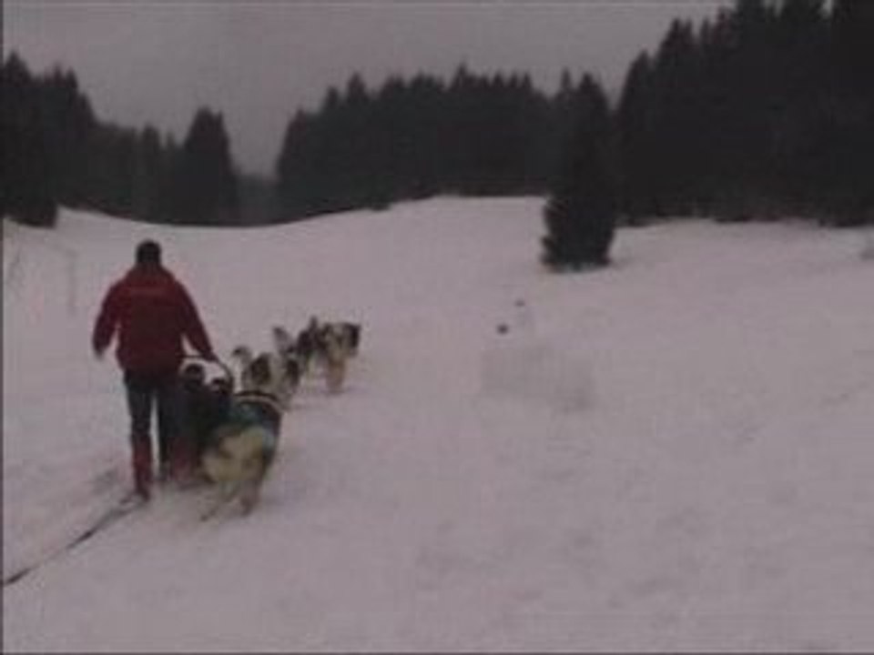 Chiens de traineau
