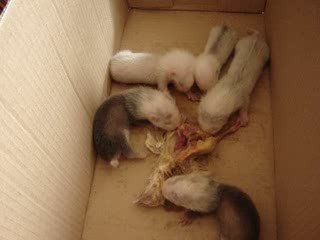 Futur bébé fufu Chez sa maman