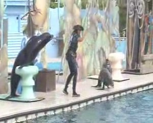 Spectacle des otaries(5)
