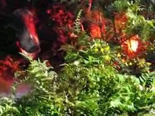 Nantes : Floralies 2009