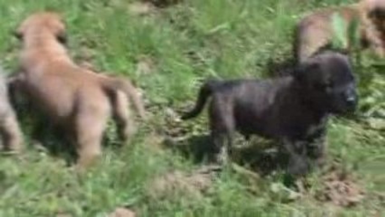 Premère sortie chiots dogo canario 23 jours