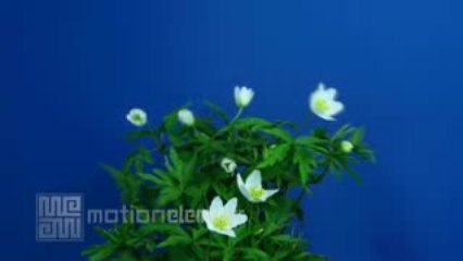 Green Screen Footage