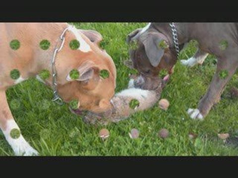 La ballade des staff heureux a la chasse