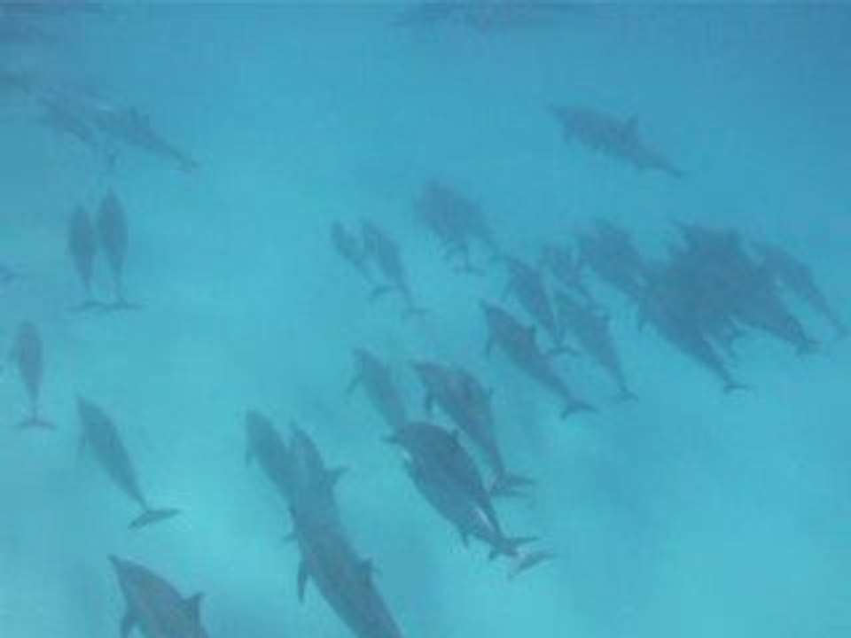 Banc Dauphins_Mai 2009