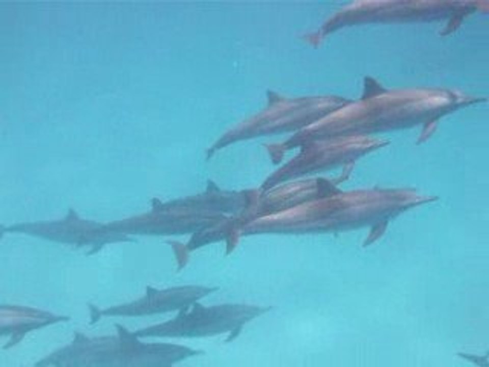 Couple de dauphins_Mai 2009