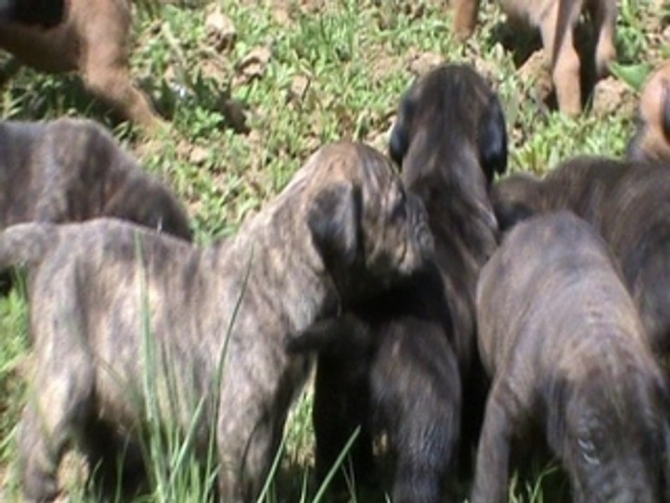 C'est dur la vie de dogo canario première sortie
