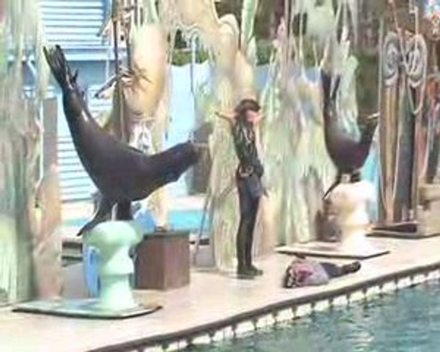 Spectacle des otaries(7)