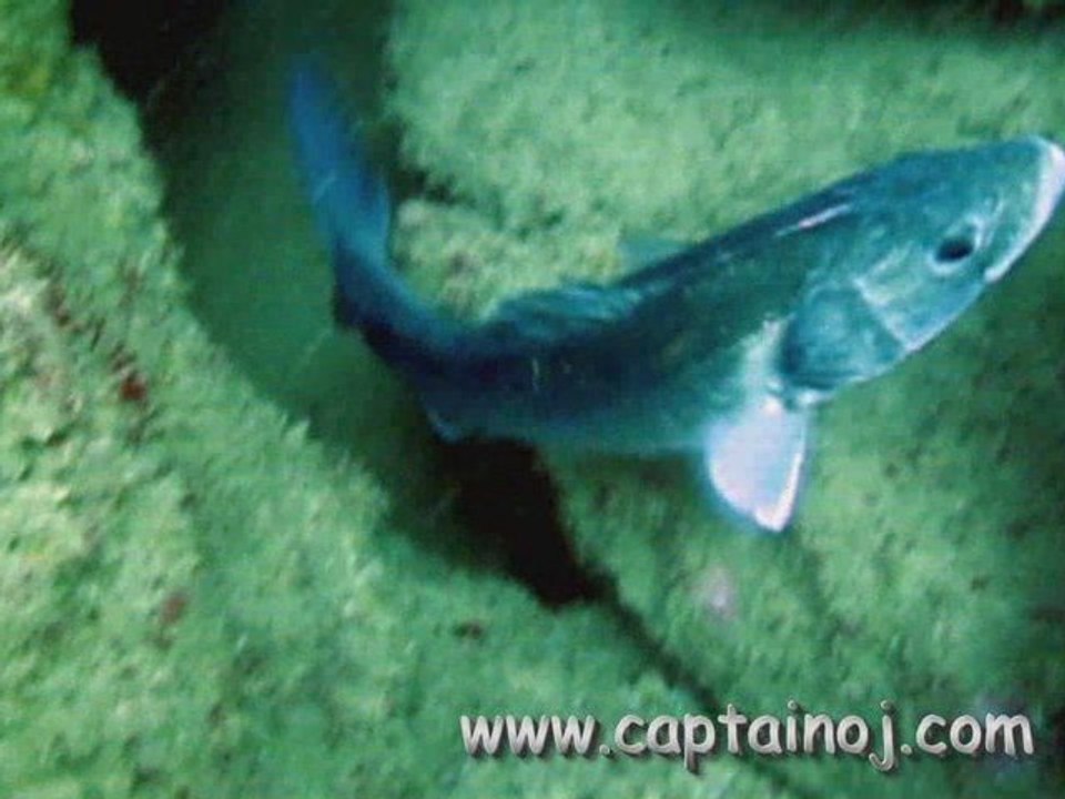 Les Bars atlantique - vidéo sous marine