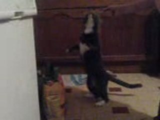 mon chat debout