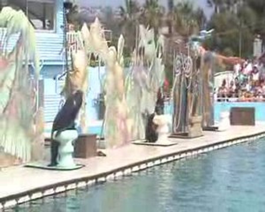 Spectacle des otaries(9)