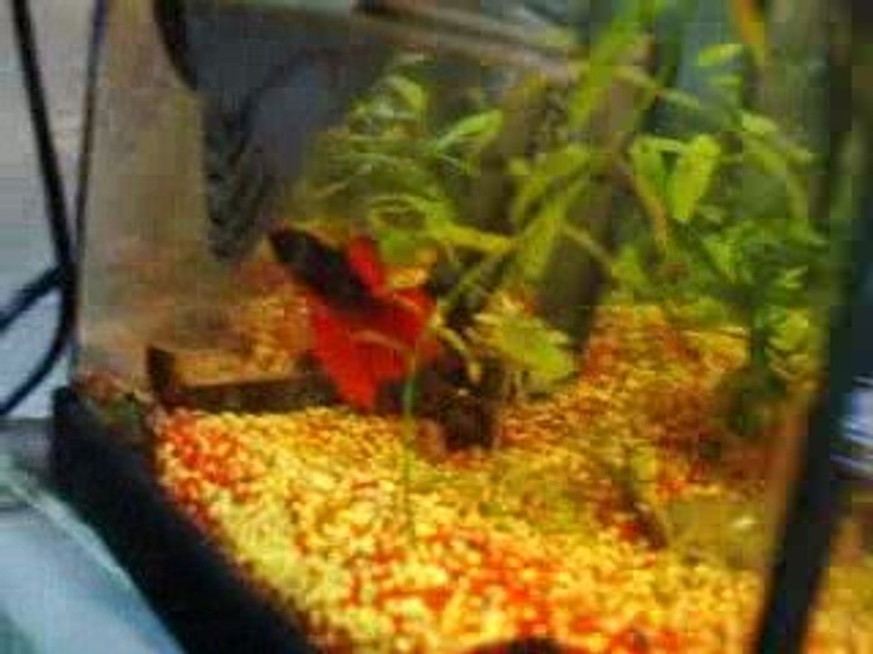 betta