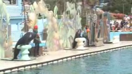 Spectacle des otaries(fin)