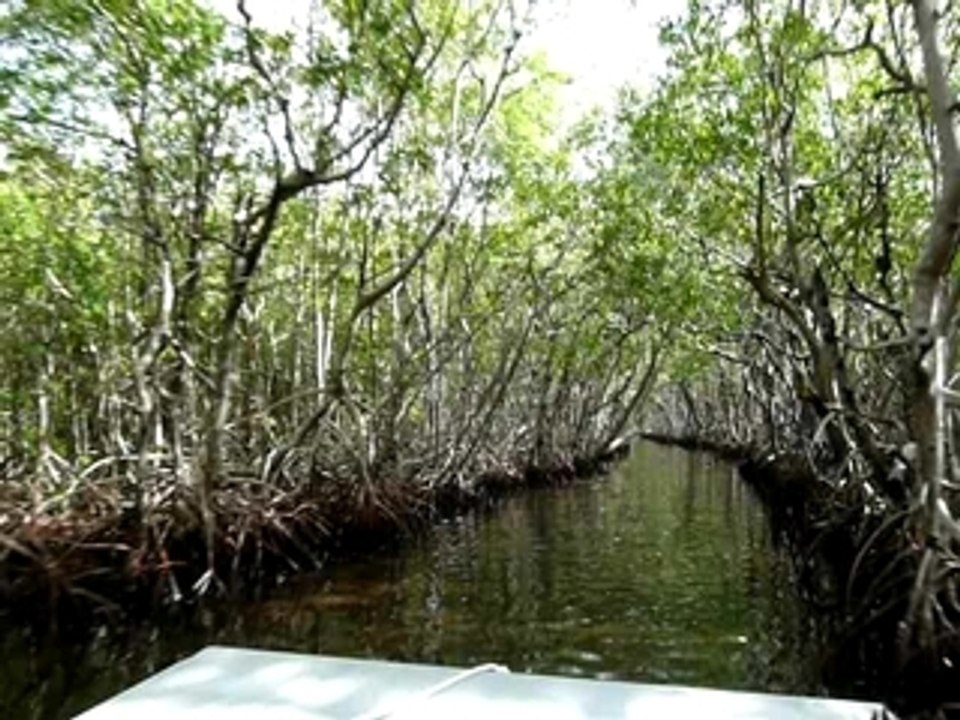 Everglades City AIR BOAT Floride