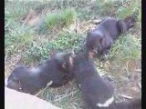 Tasmanian devils - sibling affection