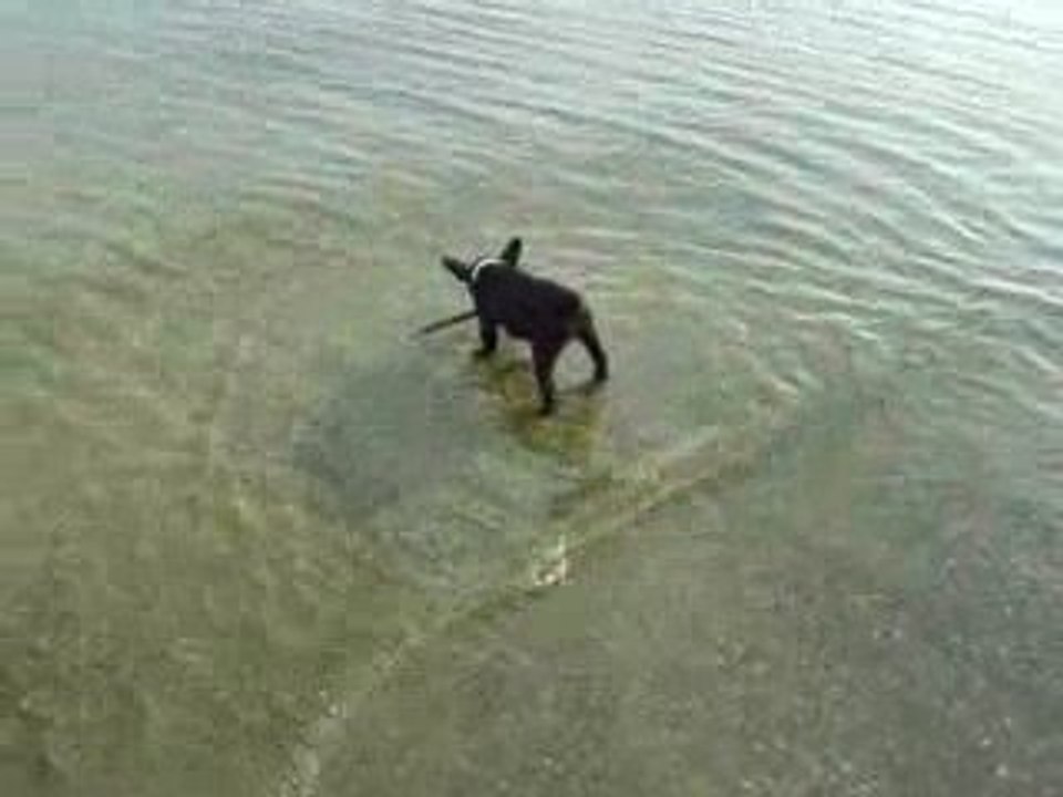 Boog au der (Bouledogue francais)