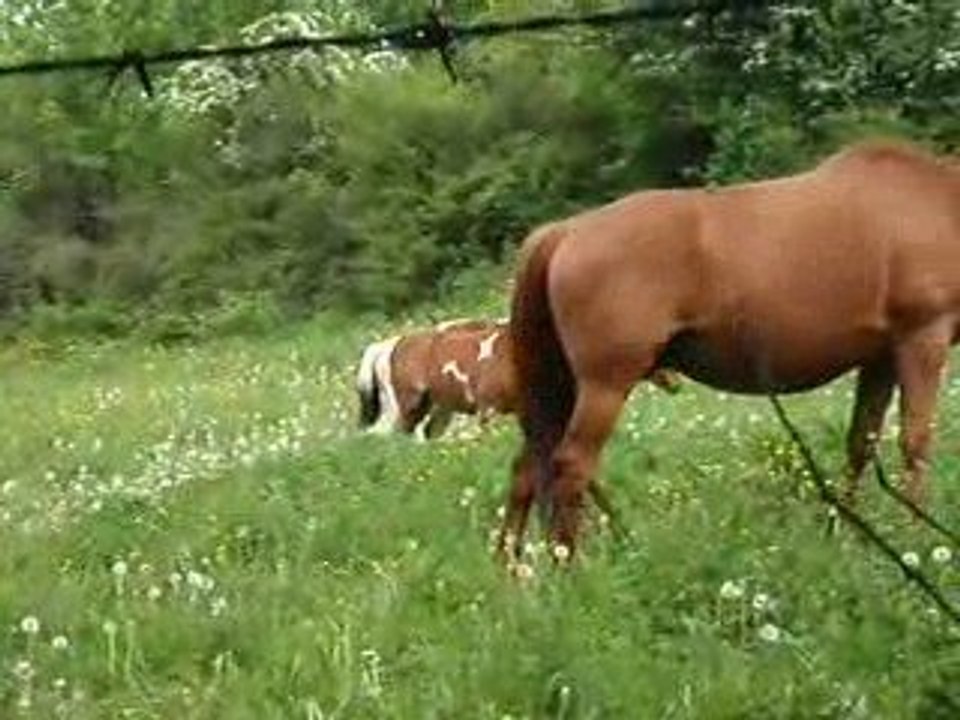 Pouliche 13 05 09 (3)