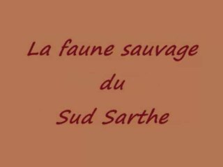 La faune sauvage du sud Sarthe