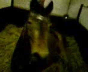 Cachou