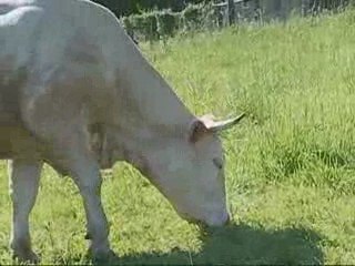 Les vaches par Marveen