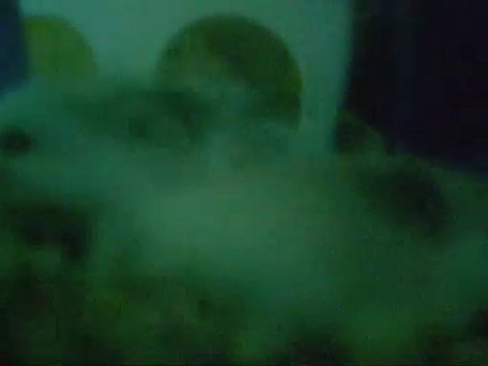 Hamesterlol