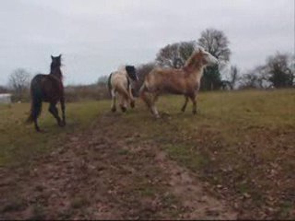 chevaux en folie